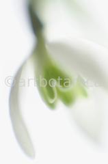 Schneeglöckchen-Galanthus-5