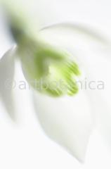 Schneeglöckchen-Galanthus-19