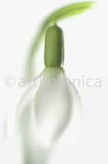 Schneeglöckchen-Galanthus-6