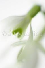 Schneeglöckchen-Galanthus-2