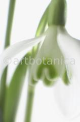 Schneeglöckchen-Galanthus-3