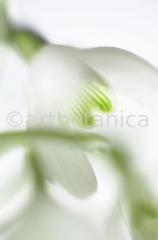 Schneeglöckchen-Galanthus-18