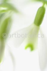 Schneeglöckchen-Galanthus-9