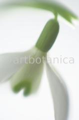 Schneeglöckchen-Galanthus-4