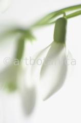 Schneeglöckchen-Galanthus-7