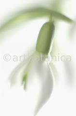Schneeglöckchen-Galanthus-8