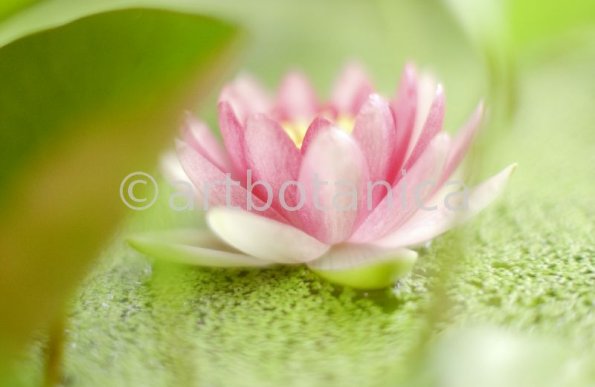 Seerose-Nymphaea-38