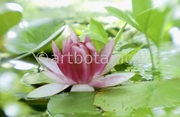 Seerose-Nymphaea-42