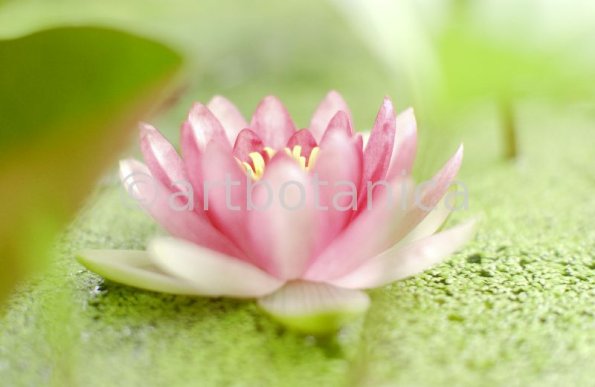 Seerose-Nymphaea-36