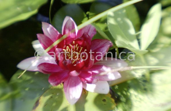 Seerose-Nymphaea-43