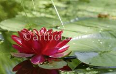 Seerose-Nymphaea-51