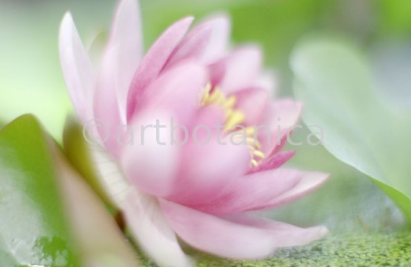 Seerose-Nymphaea-25