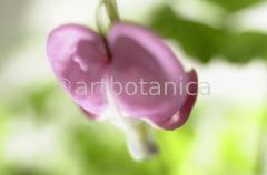 Tränendes-Herz--Dicentra-4