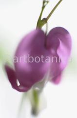 Tränendes-Herz--Dicentra-1