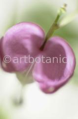 Tränendes-Herz--Dicentra-2