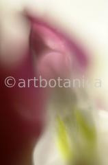 Tränendes-Herz--Dicentra-8