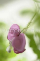 Tränendes-Herz--Dicentra-3