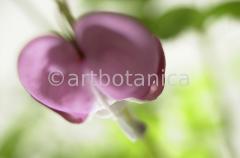 Tränendes-Herz--Dicentra-5