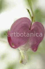 Tränendes-Herz--Dicentra-12