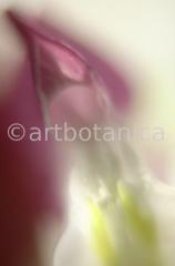 Tränendes-Herz--Dicentra-9