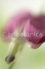 Tränendes-Herz--Dicentra-6