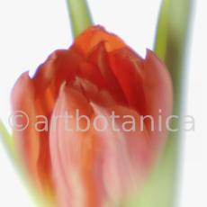 Tulpe-orange-Tulpia-12