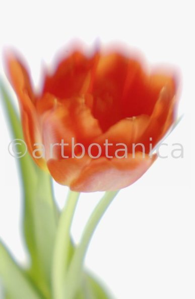 Tulpe-orange-Tulpia-7
