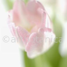 Tulpe-rosa-Tulpia-8