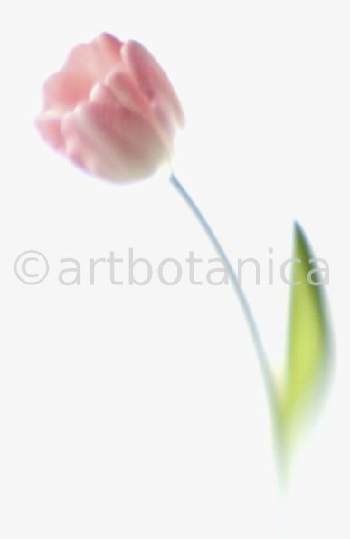 Tulpe-rosa-Tulpia-4