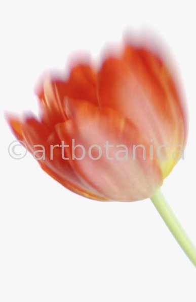 Tulpe-orange-Tulpia-10