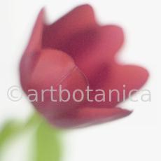 Tulpe-rot-Tulpia-4