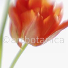 Tulpe-orange-Tulpia-4