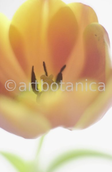 Tulpe-orange-Tulpia-14