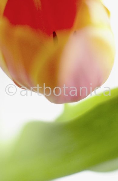 Tulpe-orange-Tulpia-16