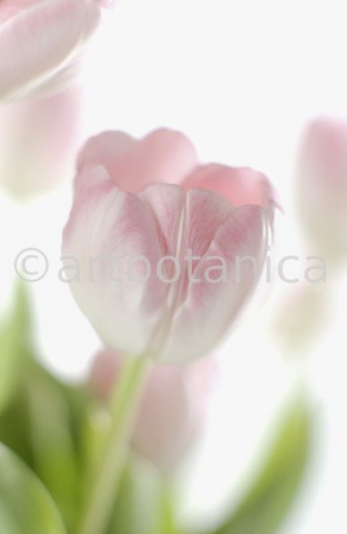 Tulpe-rosa-Tulpia-6