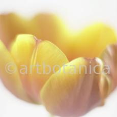 Tulpe-orange-Tulpia-18