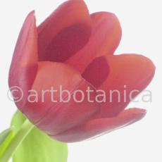 Tulpe-rot-Tulpia-3