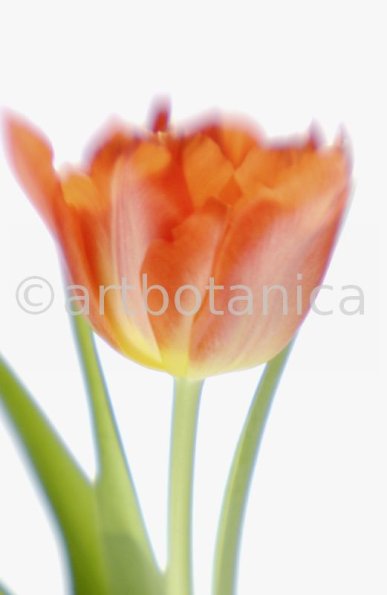 Tulpe-orange-Tulpia-8