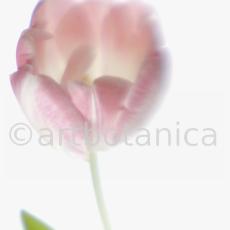 Tulpe-rosa-Tulpia-12