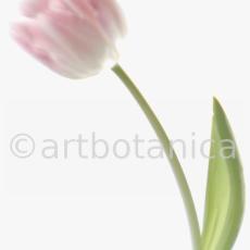 Tulpe-rosa-Tulpia-9