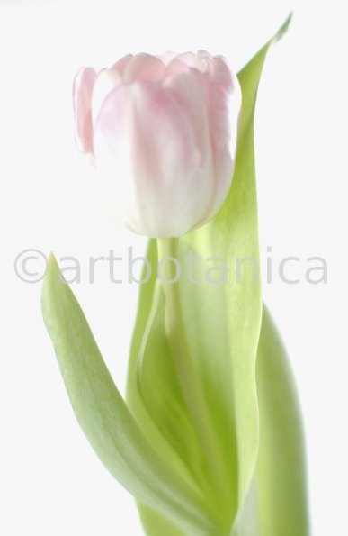 Tulpe-rosa-Tulpia-13