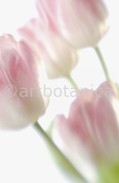 Tulpe-rosa-Tulpia-5