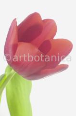 Tulpe-rot-Tulpia-3