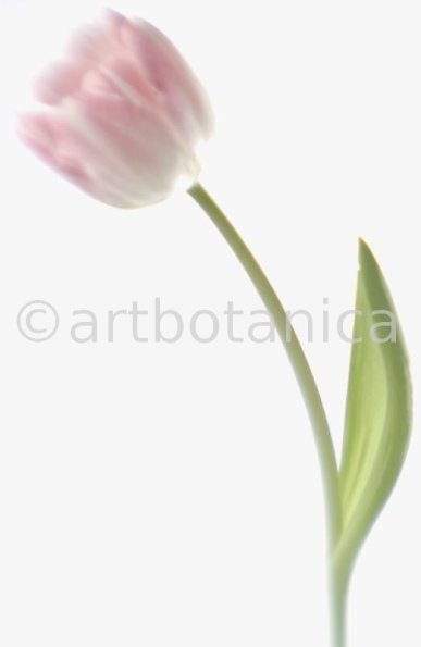 Tulpe-rosa-Tulpia-9
