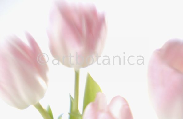 Tulpe-rosa-Tulpia-19
