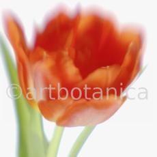 Tulpe-orange-Tulpia-7