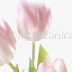 Tulpe-rosa-Tulpia-19