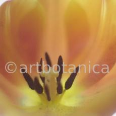 Tulpe-orange-Tulpia-17