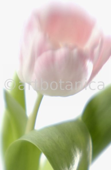 Tulpe-rosa-Tulpia-1