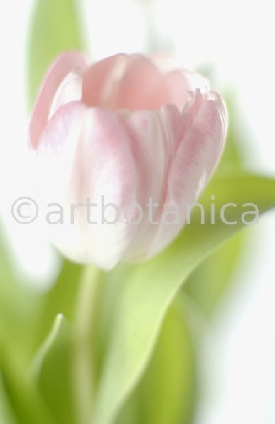 Tulpe-rosa-Tulpia-16